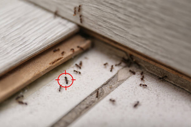 Best Emergency Pest Control  in Brookside, NJ