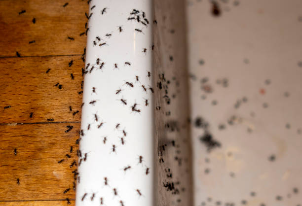 Best Pest Control Near Me in Brookside, NJ
