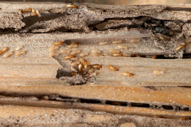 Professional Pest Control in Brookside, NJ